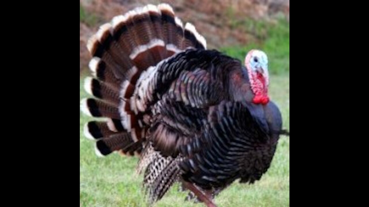 Thanksgiving trucker stories
