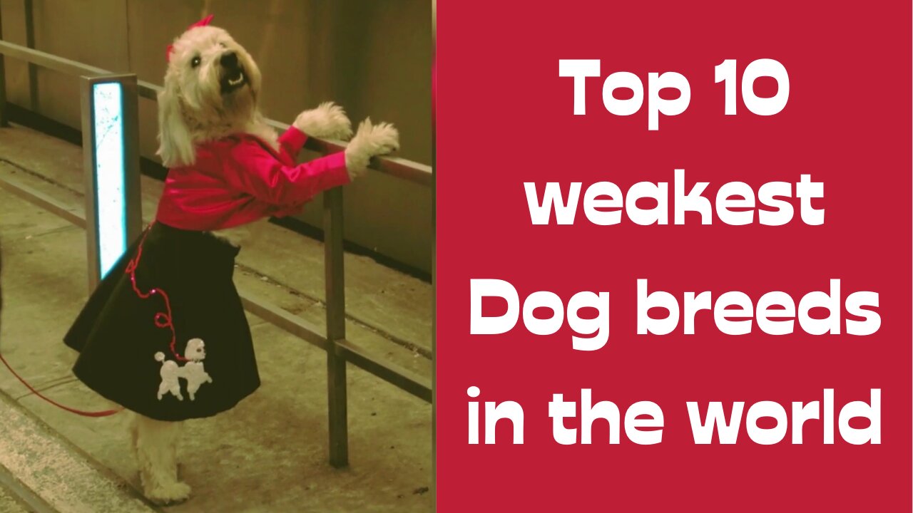 TOP 10 Weakest Dog Breeds In The World