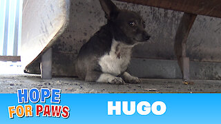 Little Hugo was attacked by dogs and finally gets rescued by Hope For Paws