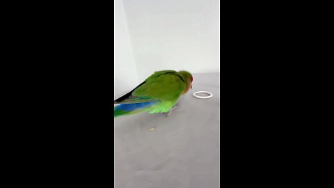 gymnastic parrot