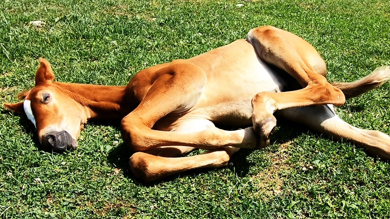 Cute Foal Dreams Of Running As He Snoozes In The Sunshine