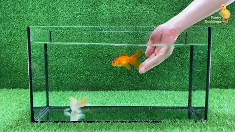 Baby Duck Duckling, Goldfish, Koi Carp Fish - cute baby animals videos