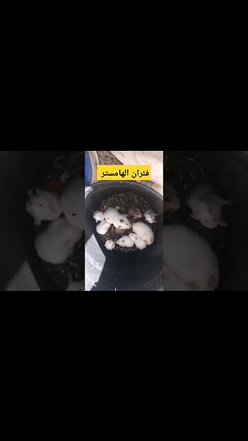 فئران الهامستر