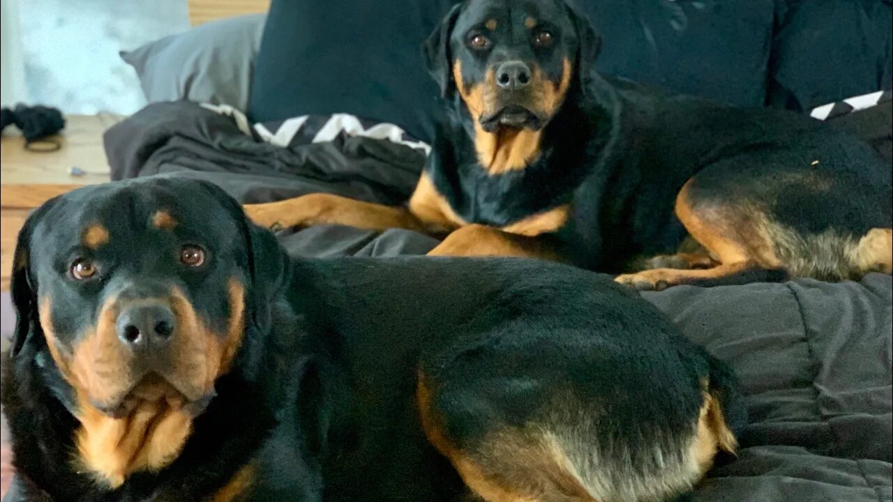 Raw Feeding Rottweiler Dogs