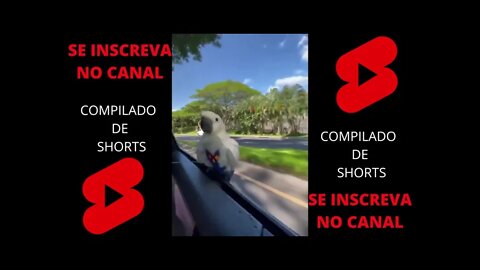 COMPILADO SHORTS (DIVERSOS 7)