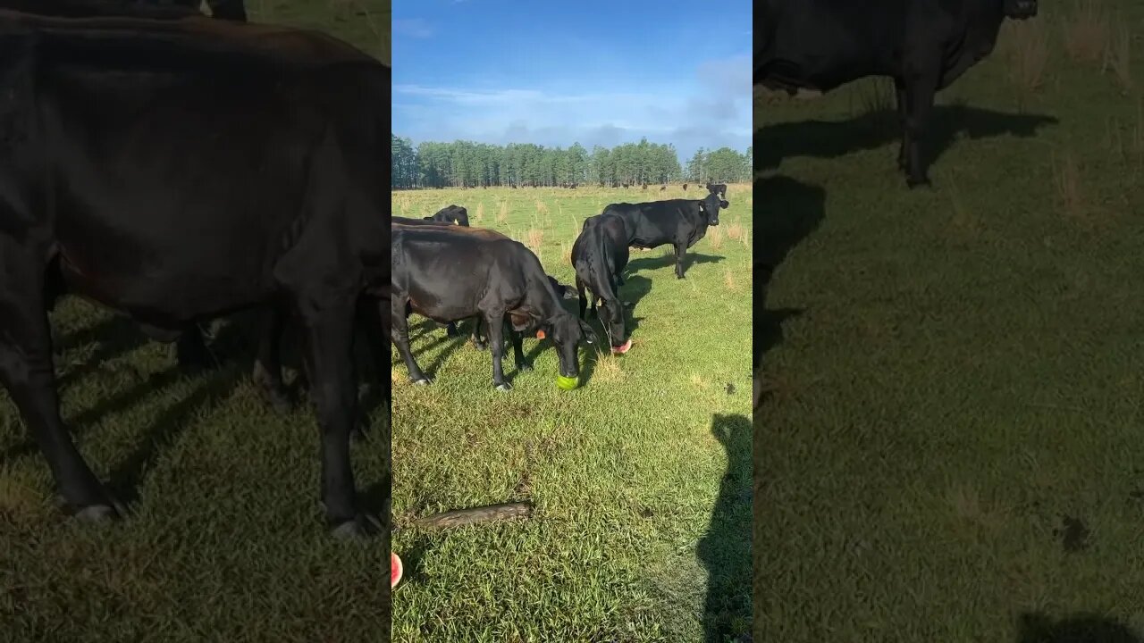 Cows Love Watermelons