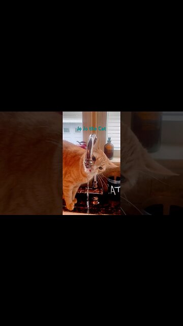 Brat Cat drinks from faucet 😹 #cats, #shorts, #furbaby