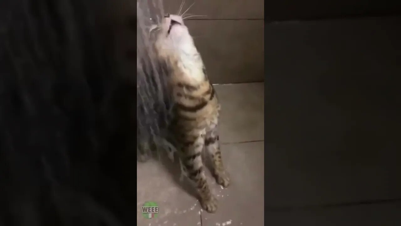GATINHO TOMANDO BANHO 👀#shorts #planetaanimalshorts #eulovegatos