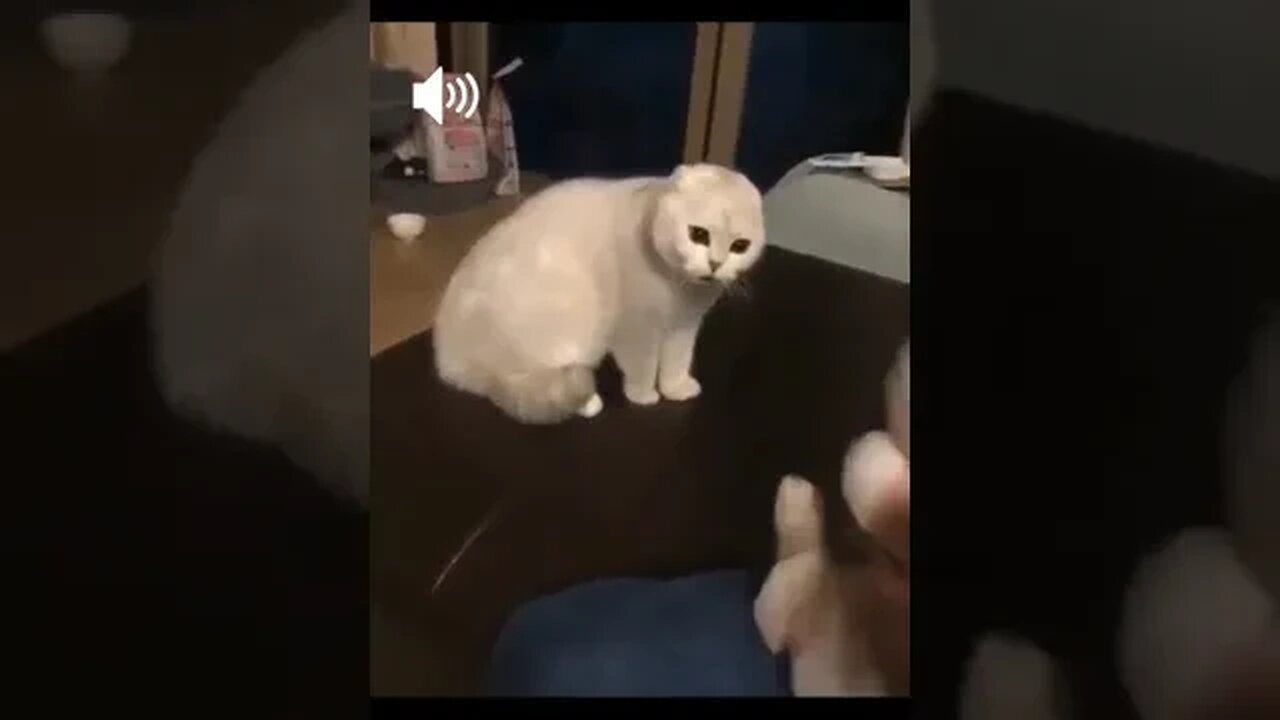 PLAYING CAT VIDEO MEAWWW