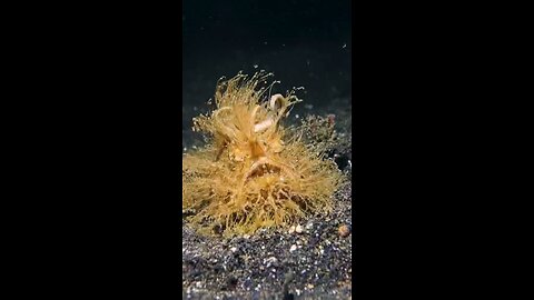 Hairy frogfish