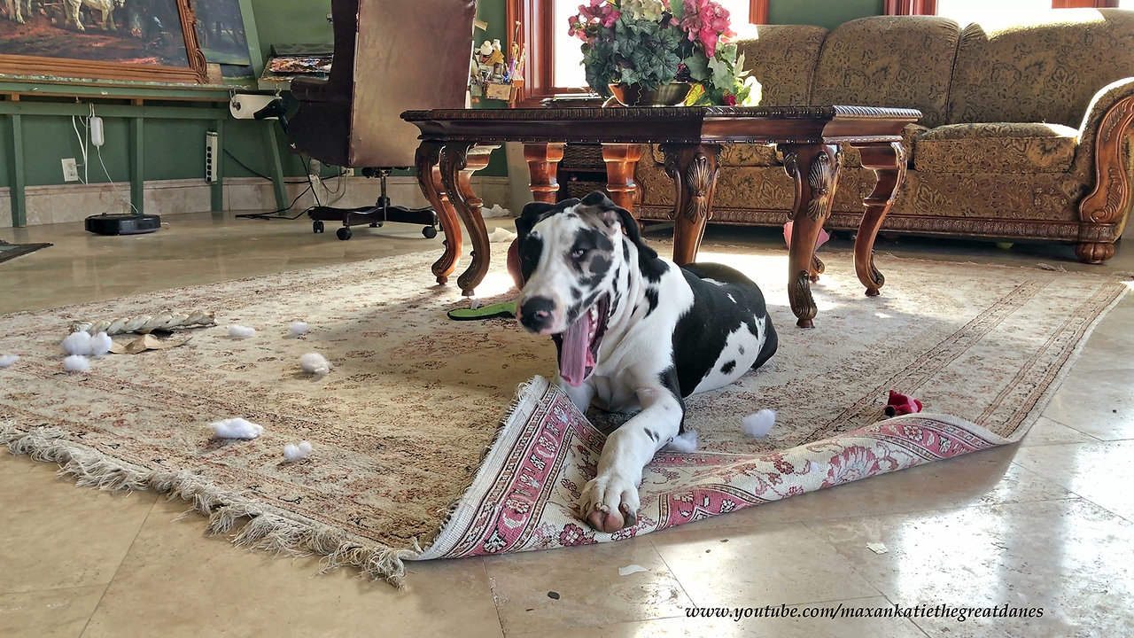 Guilty puppy gets caught chewing carpet fringe