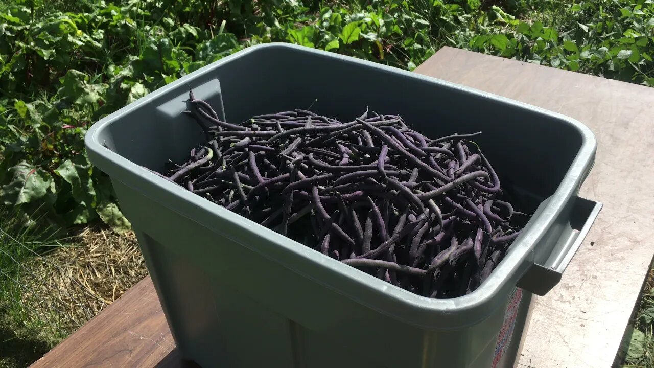 Velour Bean Harvest #159 Heirloom Organic Vegetable Garden Series Sep 1st, 2021