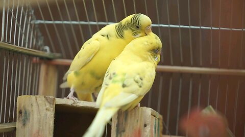 Parrots In Love