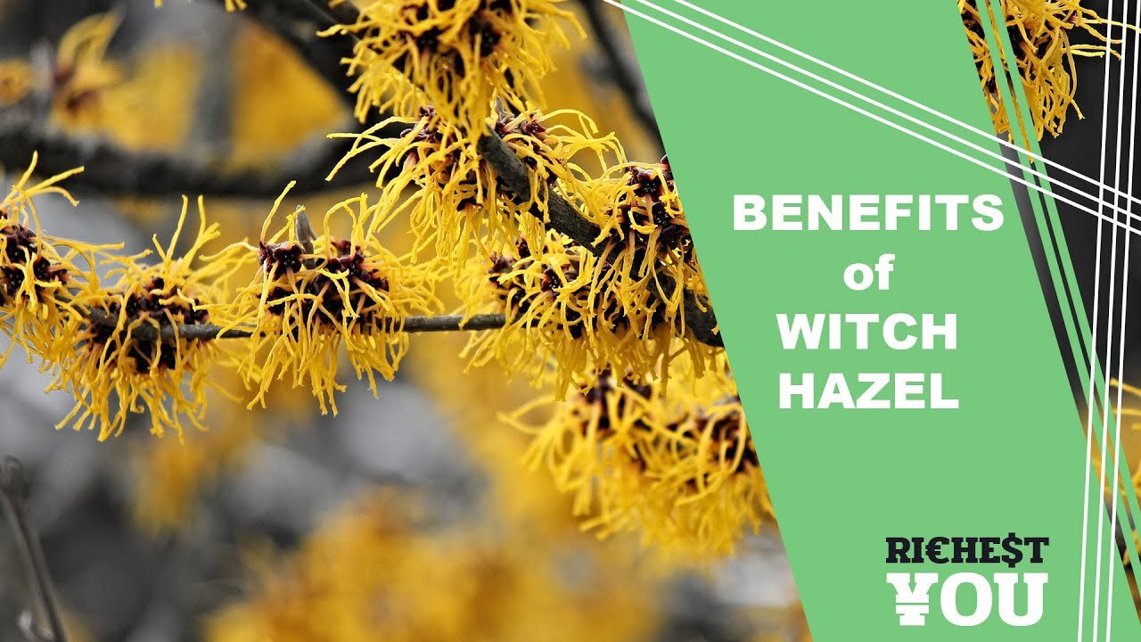 The Surprising Benefits of Witch Hazel | Richest You Health