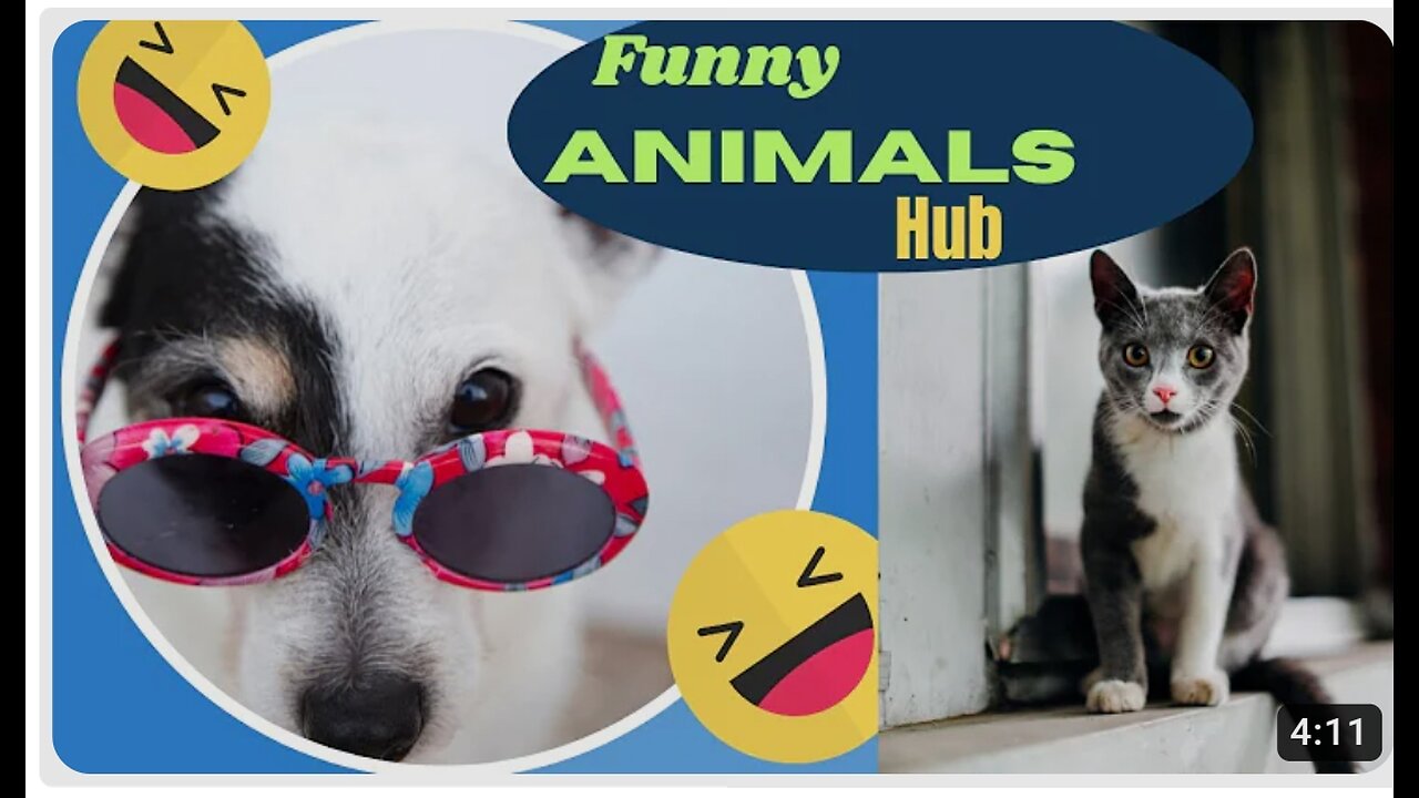 Funny animals 😄hub,funny animals club youtube, 🤣, funny animals dancing 💃😄, funny animals fighting 😄