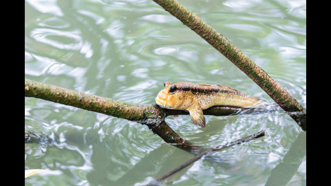 Mudskipper fish (Can breathe on land and underwater)