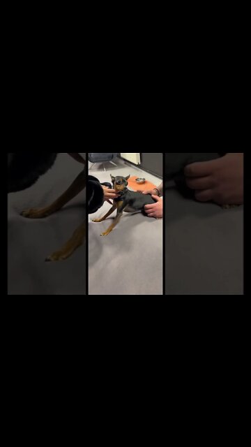 Dog Chiropractor adjust to Chihuahua