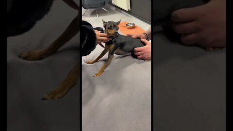 Dog Chiropractor adjust to Chihuahua