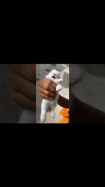 Baby Rabbit Cute Sound #rabbit #cute