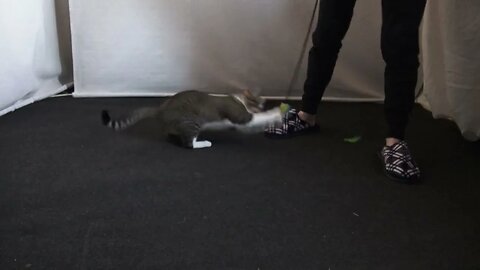 Sly Funny Cat Has a Human to Play with Him