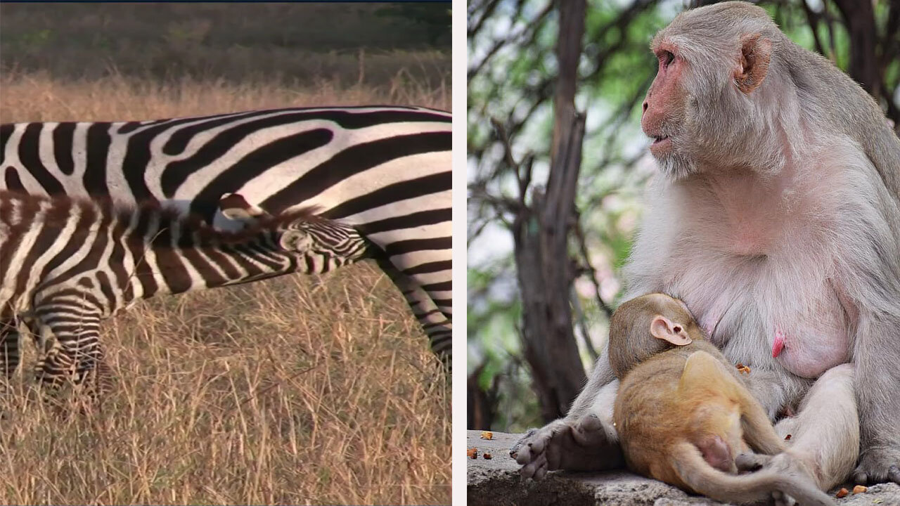 Zebra , hore , and monkey nursing babies