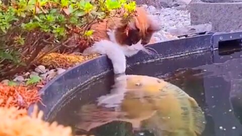 This fish befriended this kitten.