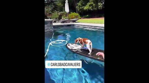 Cavalier King Charles Puppy Leo Surfing in the Pool🏄🏼‍♂️