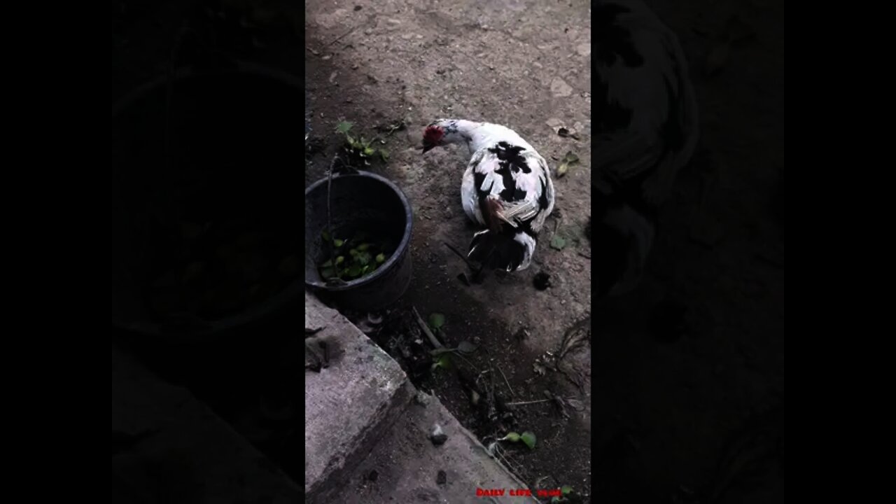 the most ferocious duck in the flock
