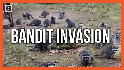 Whoa Bandit! Raccoons Invade Property After Homeowner Was Feeding Them for Decades