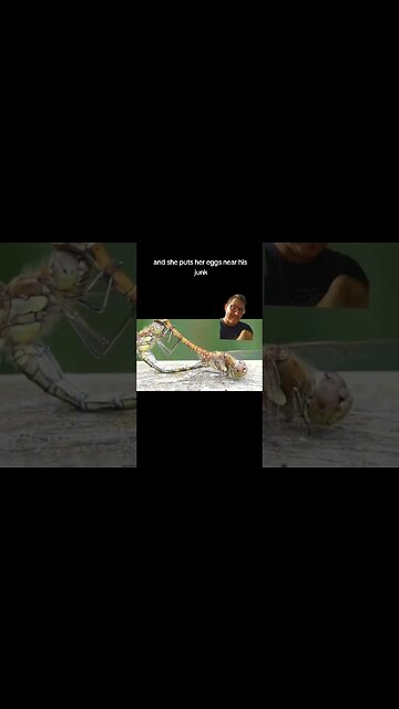 Dragonfly love is... rough