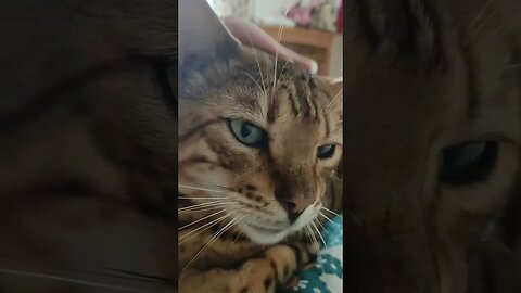 Bengal Purrs 😻🐆