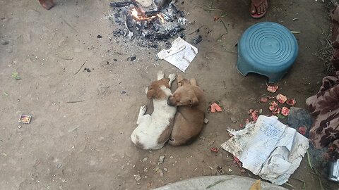 my village dogs 🐕