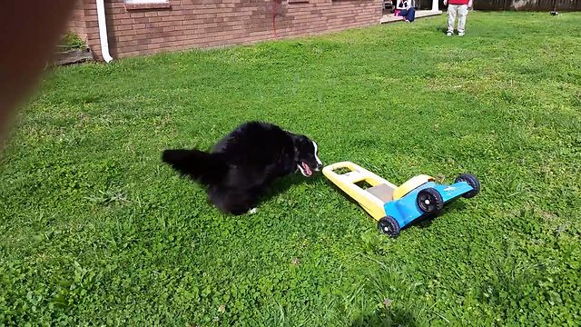 Collie Loves His Lawnmower