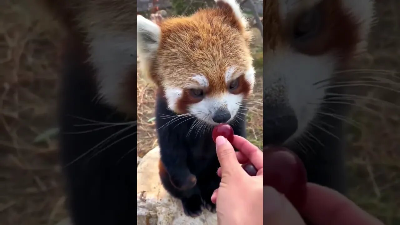 #cute red panda