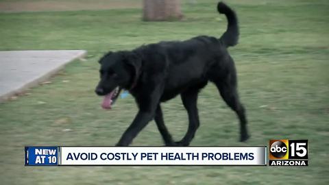 How staying on top of pets’ health will save you cash