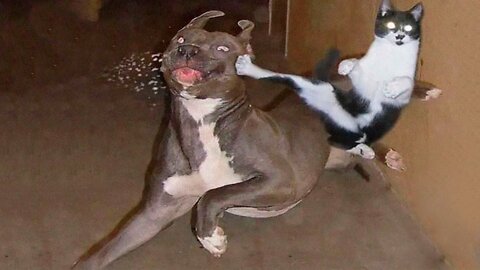 Funny Animal Fights Compilation - Animals Vs Animals