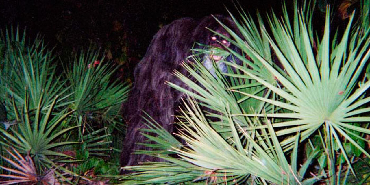 Was the Myakka Skunk Ape Real or a Hoax?