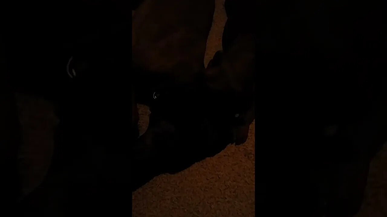 Copper Chews on Jethro's Ears