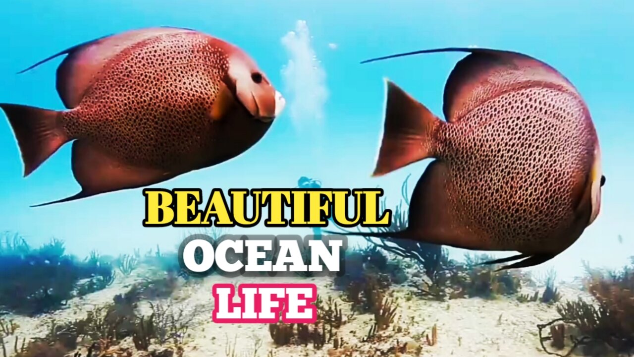 Beautiful Ocean Life - Another World|