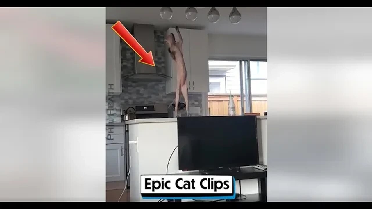 Epic Cat Clips | Expensive Fails