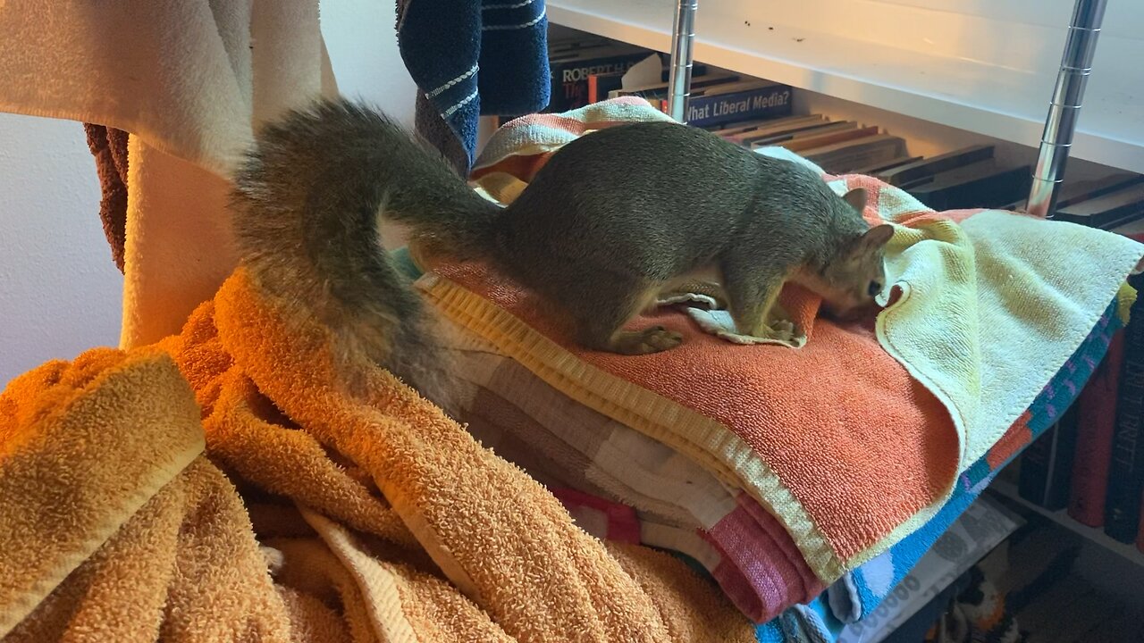 Squirrel Plays On Towels