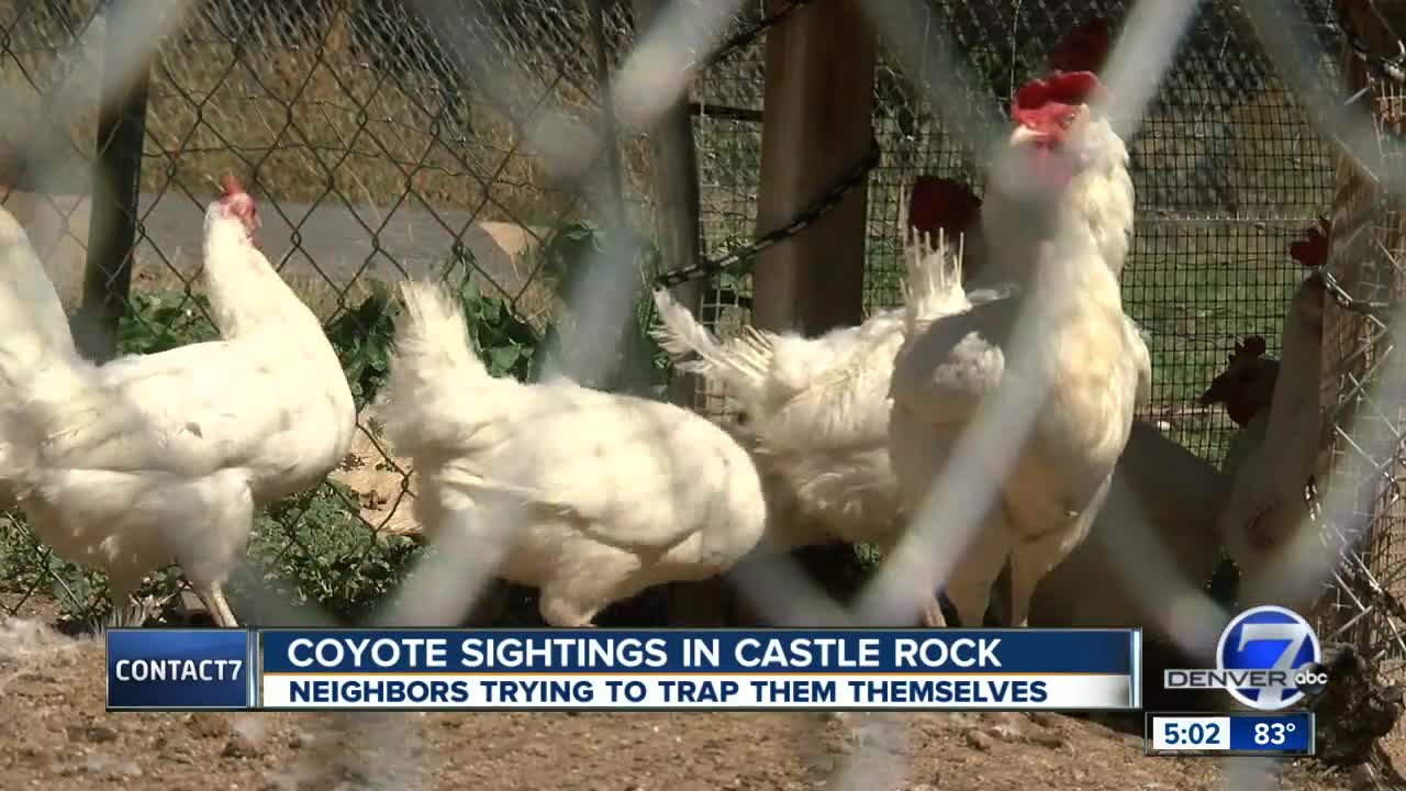 Castle Rock neighbors concerned about potential ‘coyote traps’