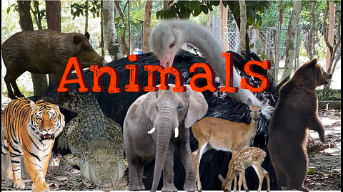 Animals in the zoo