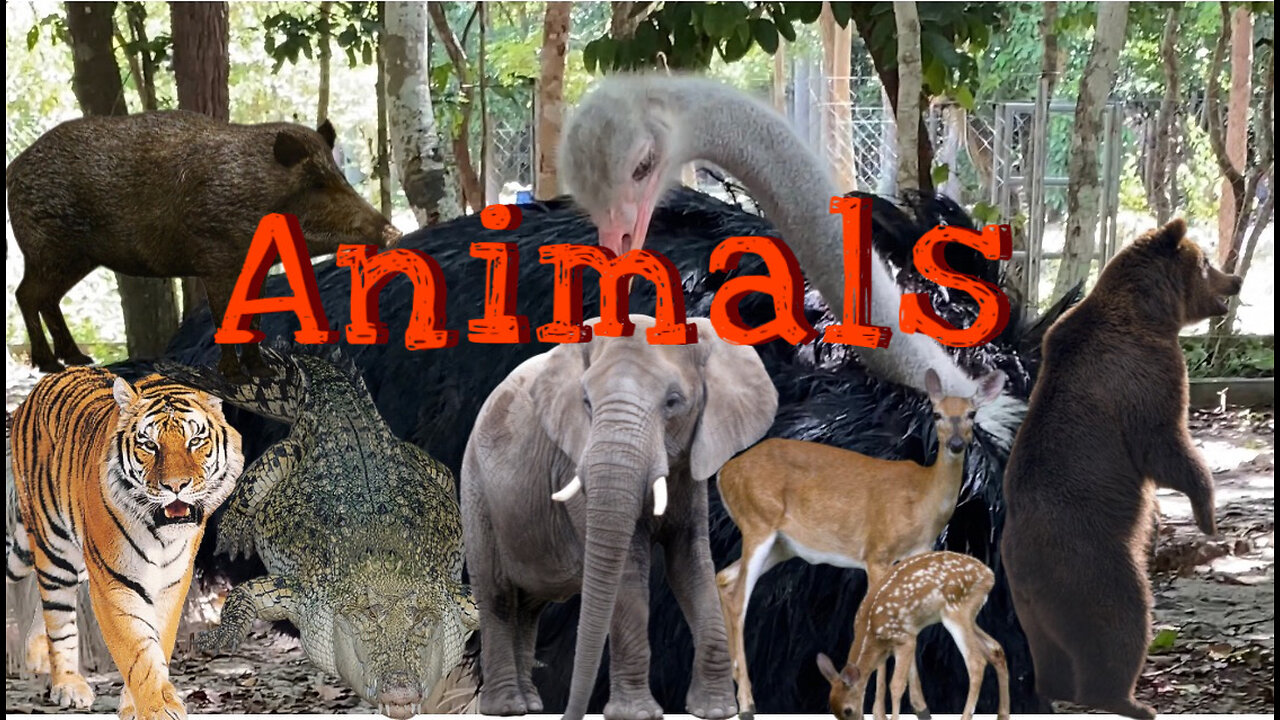 Animals in the zoo