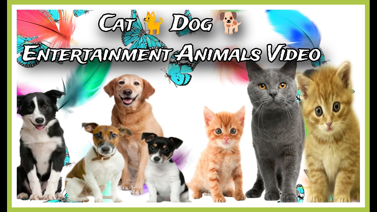 Entertainment Funny video// Crazy video animal funny