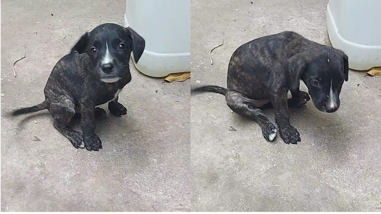 Cute Puppy Gets Upset Because Owner Is Invading His Personal Space😂💕