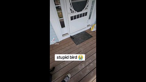 this dumb bird flew into the neighbors house