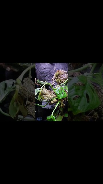 MASSIVE COMMUNAL SNEEK PEEK!