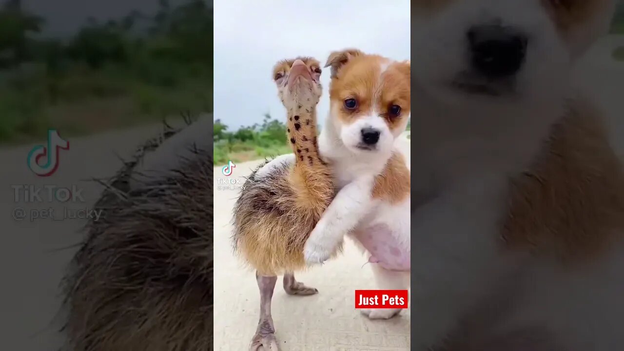 Cute Puppy love #shorts #cute #viral #tiktok