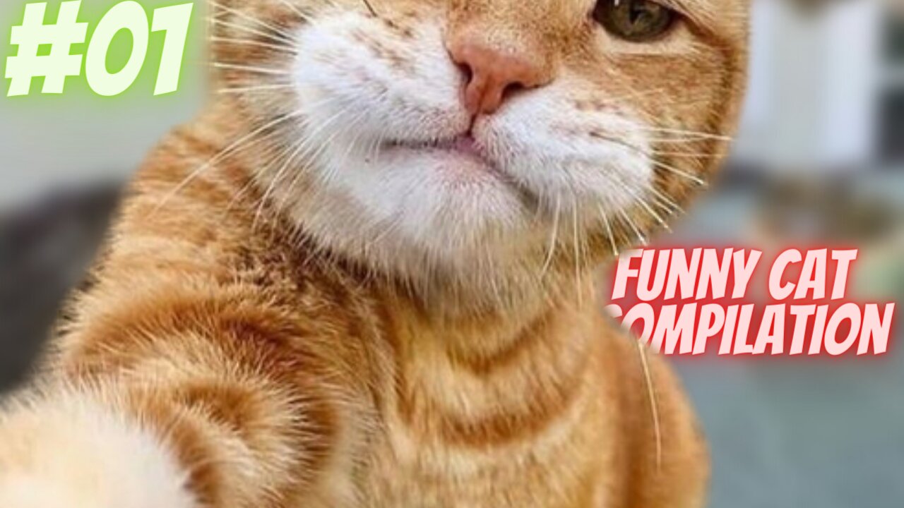 funny cat compilation of 2021